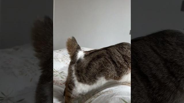 小拨浪鼓 这是电动马达臀猫咪摇尾巴 麒麟尾猫咪 这猫有点子技术在身上 小拨浪鼓 这是电动马达臀猫咪摇尾巴 麒麟尾猫咪 这猫有点子技术在身上