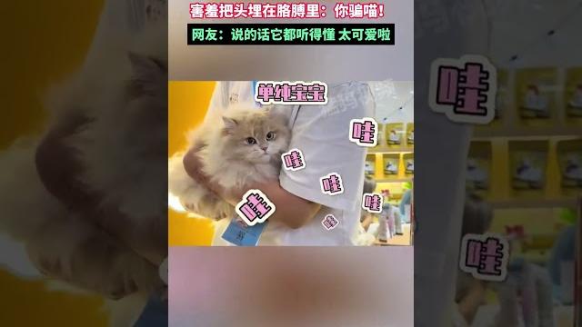 社恐小貓被騙已經到家了,害羞把頭埋在胳膊里:你騙喵!網友:說的話它都聽得懂 太可愛啦 社恐小貓被騙已經到家了,害羞把頭埋在胳膊里:你騙喵!網友:說的話它都聽得懂 太可愛啦