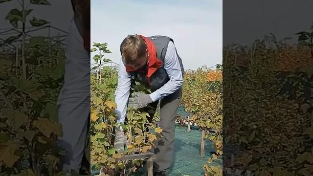 Правильная обрезка красной смородины осенью. Правильная обрезка красной смородины осенью.