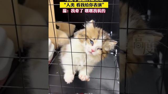 可爱小猫翻白眼卖萌 可爱小猫翻白眼卖萌