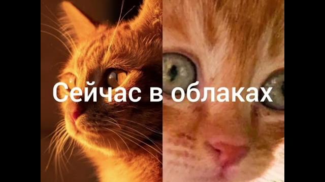 Симба старший vs симба младший 2часть Симба старший vs симба младший 2часть