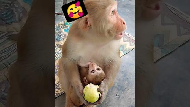 #milk #monkey #bandar #tiktok #short #milk #monkey #bandar #tiktok #short