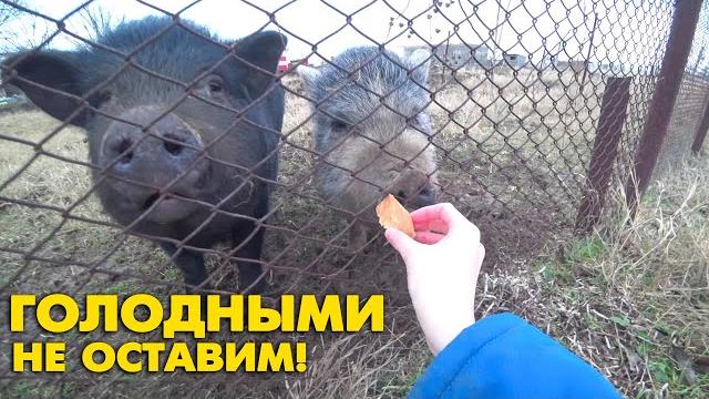 3 ч. живём на юге. в такую погоду выходить из дома не хочется. ветер сносит, в гости пришли свиньи 3 ч. живём на юге. в такую погоду выходить из дома не хочется. ветер сносит, в гости пришли свиньи