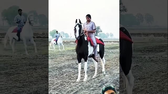 Beautiful horse riding training zuljinah horse #horse #horseriding #horseridingschool #sterstallion Beautiful horse riding training zuljinah horse #horse #horseriding #horseridingschool #sterstallion