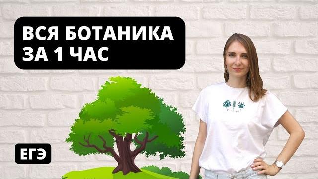 Вся ботаника за 1 час | егэ биология Вся ботаника за 1 час | егэ биология