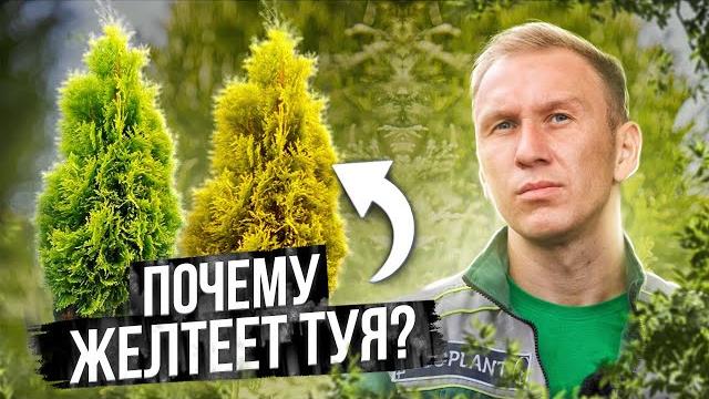 5 причин почему желтеет туя и как спасти пожелтевшую тую 5 причин почему желтеет туя и как спасти пожелтевшую тую