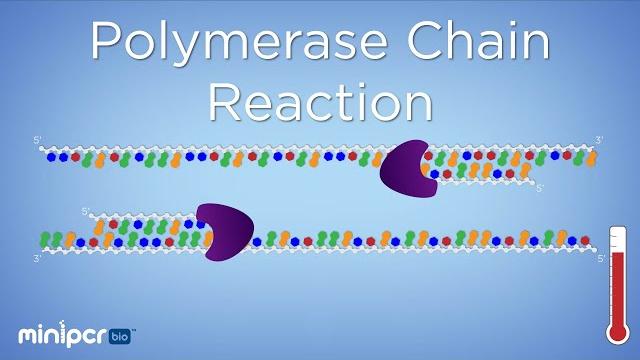 What is pcr? polymerase chain reaction | minipcr bio™ What is pcr? polymerase chain reaction | minipcr bio™