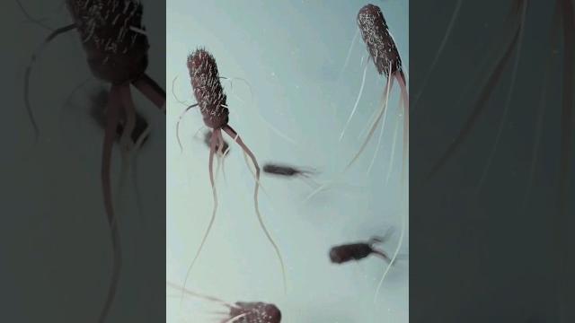 Flagellar propulsion of e. coli Flagellar propulsion of e. coli