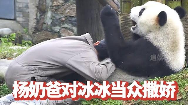 冰冰闹公主脾气不肯回家,杨奶爸对熊撒娇,真的宠成了亲闺女!【追娱秀场】 冰冰闹公主脾气不肯回家,杨奶爸对熊撒娇,真的宠成了亲闺女!【追娱秀场】