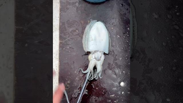 #cuttlefish #sipa #cuttlefish #sipa