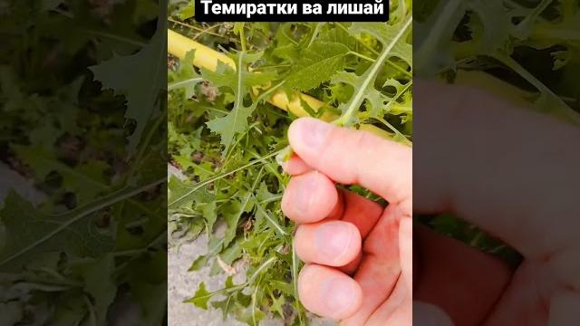 Темираткини оддий давоси бу... Темираткини оддий давоси бу...
