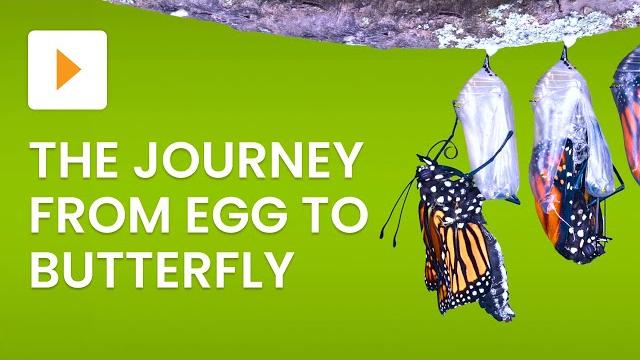 The life cycle of a butterfly - science for kids The life cycle of a butterfly - science for kids