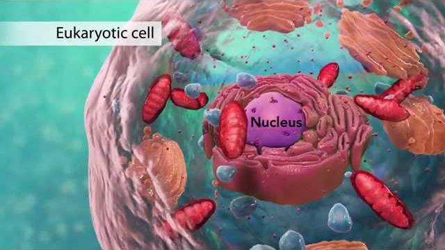 Biology: cell structure (with joanne jezequel) Biology: cell structure (with joanne jezequel)