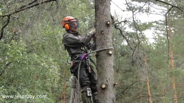 Спилить дерево? легко! Спилить дерево? легко!