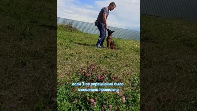 Как научить собаку команде ко мне Как научить собаку команде ко мне