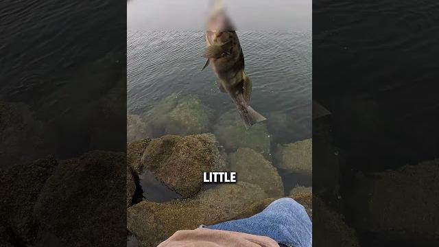 Testing out a new go pro angle #fishing #saltwaterfix #fishingtrip #bassfishing #fishingrod #fish Testing out a new go pro angle #fishing #saltwaterfix #fishingtrip #bassfishing #fishingrod #fish