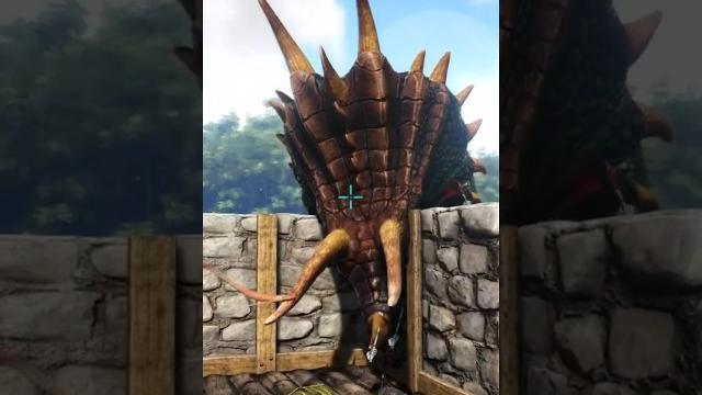 Taming triceratops couple #arksurvivalevolved #arksurvival #ark#arkpc #dino #gameplay #gaming Taming triceratops couple #arksurvivalevolved #arksurvival #ark#arkpc #dino #gameplay #gaming