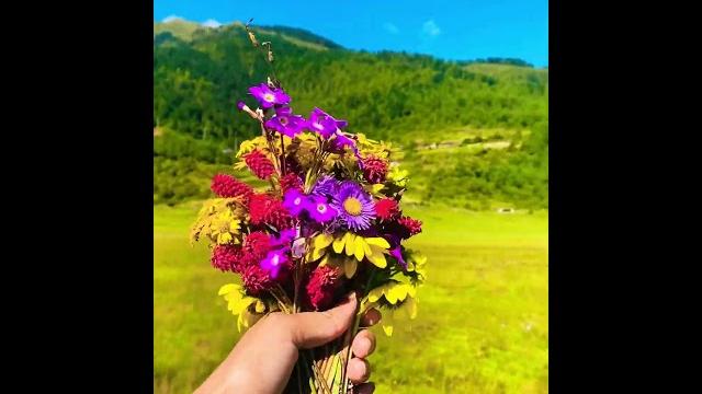 Beautiful flowers in dhorpatan Beautiful flowers in dhorpatan