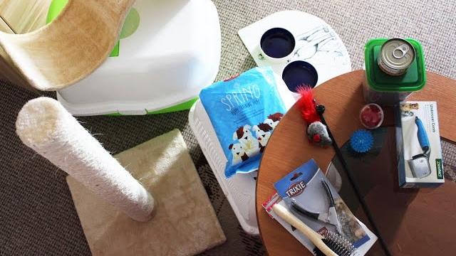Что нужно котенку? // первые покупки для котенка. Что нужно котенку? // первые покупки для котенка.