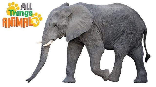 * elephant * | animals for kids | all things animal tv * elephant * | animals for kids | all things animal tv
