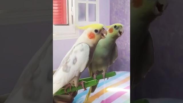 Cockatiel sounds: learn to identify different calls and songs #birds #cockatiel bird sound Cockatiel sounds: learn to identify different calls and songs #birds #cockatiel bird sound