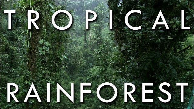 The tropical rainforest climate The tropical rainforest climate