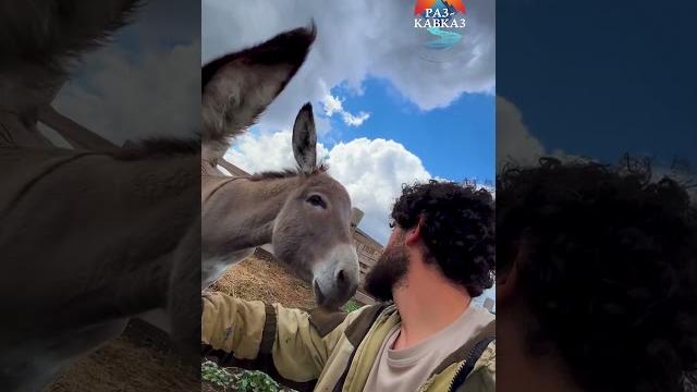Дагестанец и ослиха: про воспитание Дагестанец и ослиха: про воспитание