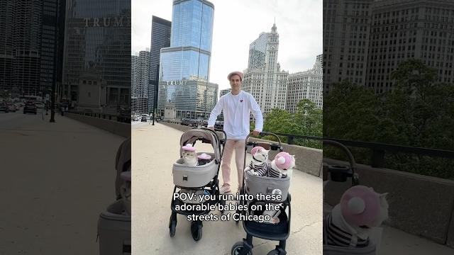Four furry babies enjoying their stroll on a warm & sunny day in chicago #cats #viral Four furry babies enjoying their stroll on a warm & sunny day in chicago #cats #viral