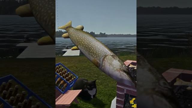 Ноу ноу ноу, мистер фиш! || my summer car Ноу ноу ноу, мистер фиш! || my summer car