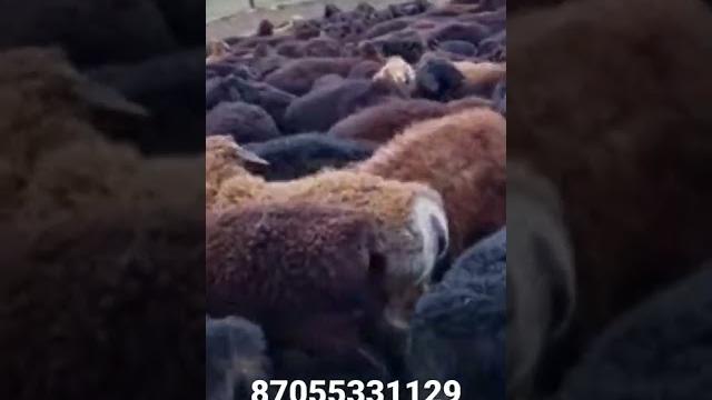 Эдильбаевские баранчики 3 месяца. Эдильбаевские баранчики 3 месяца.
