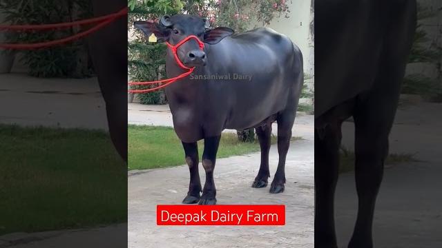 #cow #animals #ddf deepak dairy farm #cow #animals #ddf deepak dairy farm