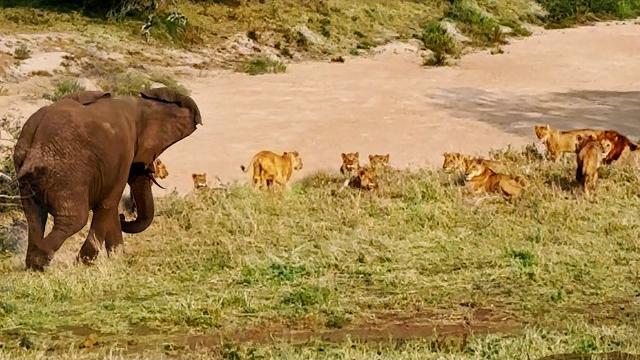 Elephant teaches 20 lions that he's the king Elephant teaches 20 lions that he's the king
