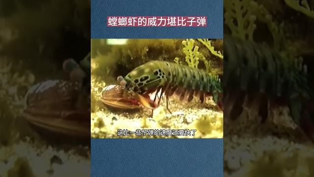 螳螂虾的威力到底有多大 螳螂虾的威力到底有多大