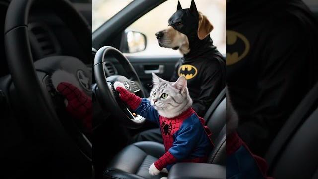 «пёс-бэтмен без прав! кот-паук сигналит: "это мой салон!" #cat #funny #dog #shorts #smartcat «пёс-бэтмен без прав! кот-паук сигналит: "это мой салон!" #cat #funny #dog #shorts #smartcat