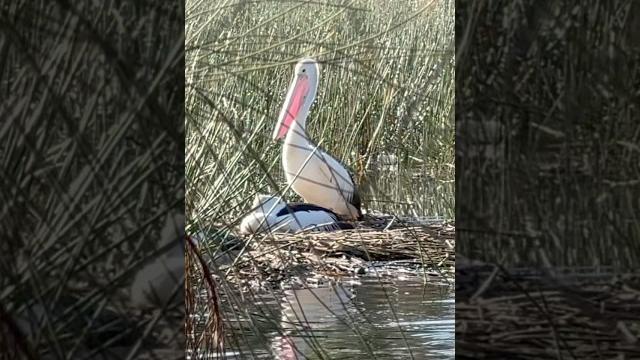 The pelicans have made their home in the middle of the lake #pelicans #birds #birdwatching #lake The pelicans have made their home in the middle of the lake #pelicans #birds #birdwatching #lake