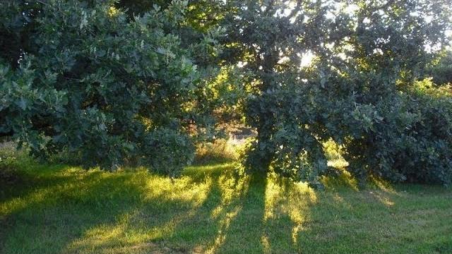 4 hours natural sounds: morning birds singing - no music 4 hours natural sounds: morning birds singing - no music