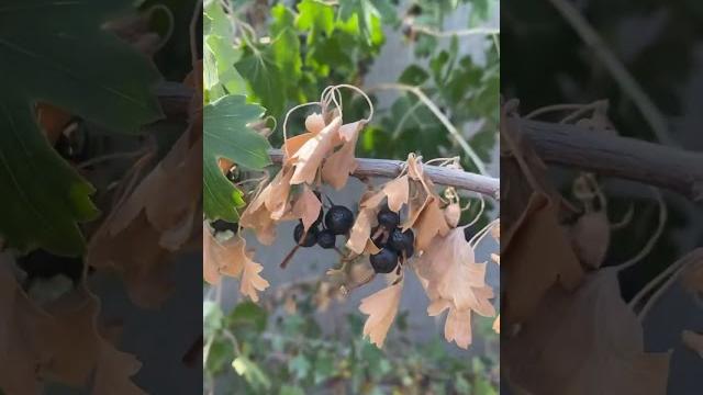 Природа в дагестане  Природа в дагестане 