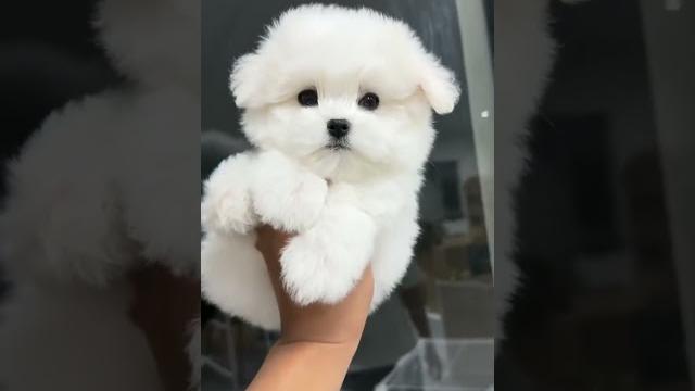马尔济斯犬 马尔济斯犬
