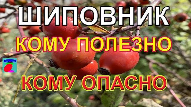 Шиповник. свойства шиповника. как заваривать шиповник. Шиповник. свойства шиповника. как заваривать шиповник.