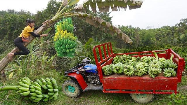 Full video timelapse: amazing harvesting bananas, eggs - use 4-wheeled vehicle transport to sell Full video timelapse: amazing harvesting bananas, eggs - use 4-wheeled vehicle transport to sell