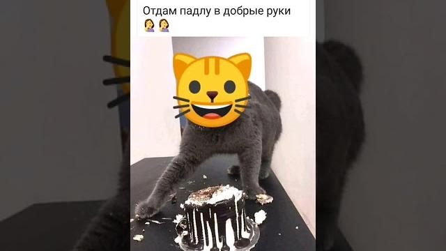 Отдам падлу в добрые руки. Отдам падлу в добрые руки.