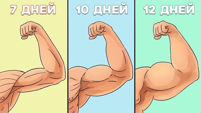 Сколько должны отдыхать мышцы чтобы расти Сколько должны отдыхать мышцы чтобы расти