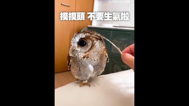 羽毛快掉了主人幫拔掉 #貓頭鷹 萌萌反應超可愛xd #shorts #印度領角鴞 #otusbakkamoena #owl 羽毛快掉了主人幫拔掉 #貓頭鷹 萌萌反應超可愛xd #shorts #印度領角鴞 #otusbakkamoena #owl