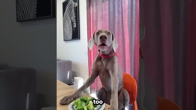 The lady gave her dogs vegetables The lady gave her dogs vegetables