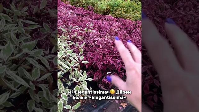 Какой дерен выбрать? сравниваю сорта Какой дерен выбрать? сравниваю сорта