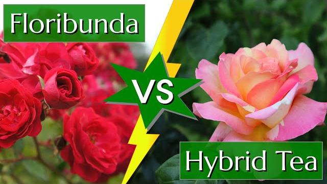 Difference between hybrid tea and floribunda roses Difference between hybrid tea and floribunda roses