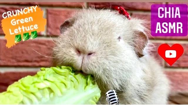 Asmr healthy lettuce | guinea pig asmr cos lettuce - asmr eating green vegetables sounds - mukbang Asmr healthy lettuce | guinea pig asmr cos lettuce - asmr eating green vegetables sounds - mukbang