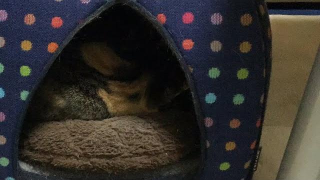 Meichan neko is live while my cat is sleeping Meichan neko is live while my cat is sleeping