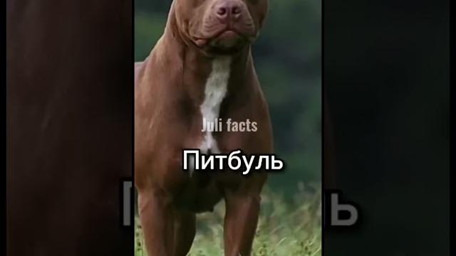Самые опасные собаки в мире #shorts Самые опасные собаки в мире #shorts
