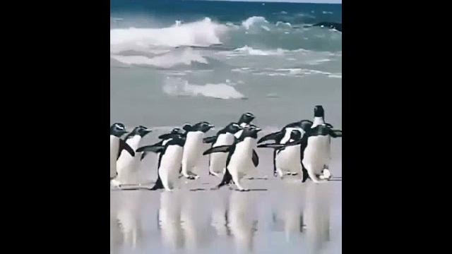 Прикольные пингвины Прикольные пингвины